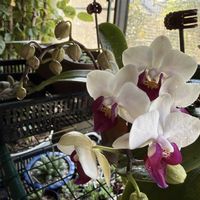 ミニ胡蝶蘭,ハヤトウリ,ミニ胡蝶蘭カララ,ハヤトウリの新芽,根っこさんの画像