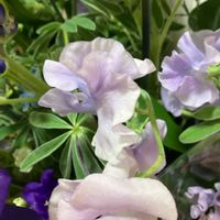 スイートピーの画像