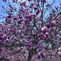 モクレン,木蓮の画像