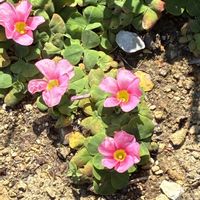 カタバミの画像