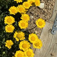 タマスダレの画像