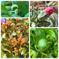 カーネーション,スカビオサ,エリゲロン,八重咲きカランコエ,ペラペラヨメナの画像