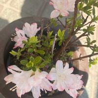 アザレアの画像