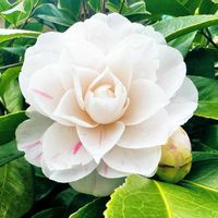 サザンカ,お散歩の画像