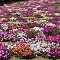 デージーの画像