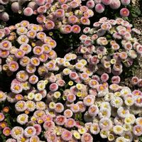 デージーの画像