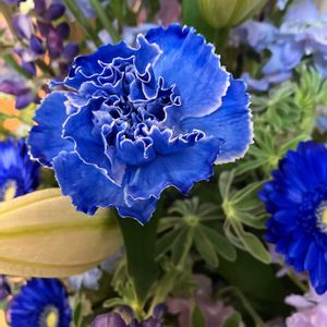 カーネーションの画像