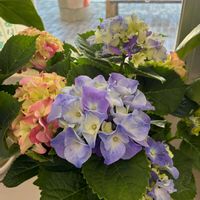 アジサイの画像