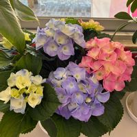 アジサイの画像