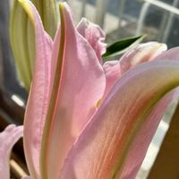 ユリ,ピンク,癒し,ピンクの花,百合の花の画像