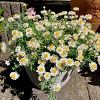 花かんざし,ガーデニング,ハルの花かんざし,小さな庭の画像