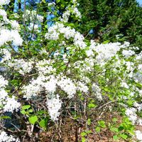 ライラック,ガジュマル,胡蝶蘭,デンドロビューム,アボカド鉢植えの画像