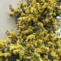 カロライナジャスミンの画像