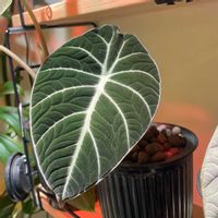 アロカシア,アロカシア・ブラックベルベット,観葉植物,成長記録,葉っぱの画像