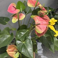 アンスリウムの画像