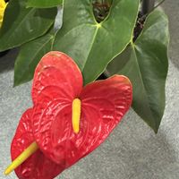 アンスリウムの画像