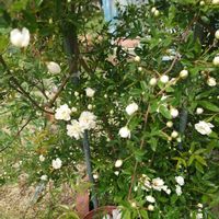 種まき,プランター栽培,家庭菜園,玄関アプローチ,庭の画像