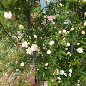 種まき,プランター栽培,家庭菜園,玄関アプローチ,庭の画像