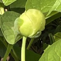 ボタン,モッコウバラ,春菊,ヤマシャクヤク,牡丹の蕾の画像