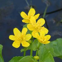 リュウキンカ,山野草,春がきた♪,筑波実験植物園,山野草大好きの画像