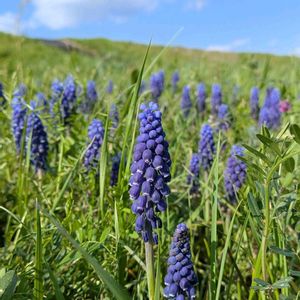 ムスカリ,雑草,山野草,野草,山草の画像