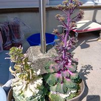 ハボタンの画像