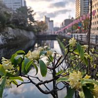 ジンチョウゲ,沈丁花(じんちょうげ),お散歩,そら,雲仲間の画像