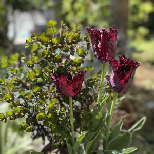 カレックス,カレックス,シジミバナ,チューリップ,葉牡丹の画像