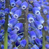 ムスカリ,ムスカリ,ムスカリ,ムスカリ,開花の画像