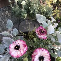 フランネルフラワー,ラナンキュラスの画像