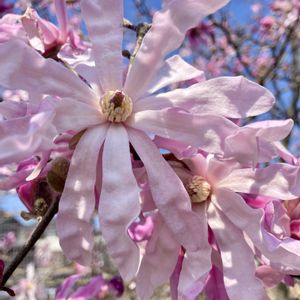 コブシ,シデコブシ,ボケの画像