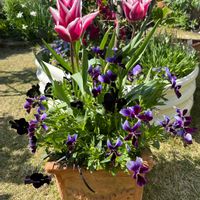 アンドロサセ　スターダスト,原種チューリップ　レディジェーン,エレモフィラ,絵になるスミレ・パルム,ミステリアス バニーの画像