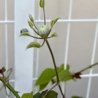 イチゴ,オキザリス,オーロラ,クレマチス　ダッチェス・オブ・エジンバラ,シルクロードの画像