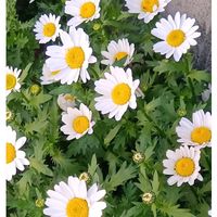 バラと夢CLUB,ほったらかし隊,２０２５年同期,玄関アプローチの画像