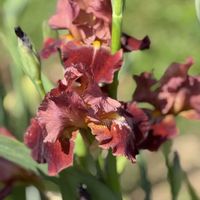 ジャーマンアイリス,かわいいな♡,花のある暮らし,お花が好き♡,キュンキュン乙女倶楽部の画像