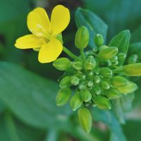 小松菜,鉢植え,花のある暮らしの画像