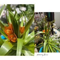 ポピー,原種チューリップ ペパーミントスティック,アリウム・ネアポリタヌム,フリチラリア•エドワルディ,あのネムノキ芽吹きの画像