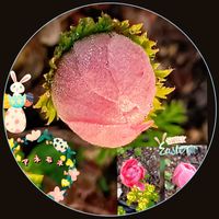 アネモネ,カロライナジャスミン,オステオスペルマム ザイール バリエガータ,葉っぱが シュミラクラ現象,マイガーデンの画像