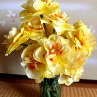 スイセン,黄色い花,元気いっぱい,和室の画像