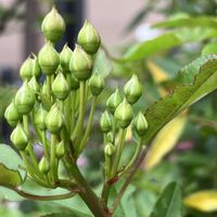 アークトチス,アリウム,チューリップ,モッコウバラ,ルピナスの画像