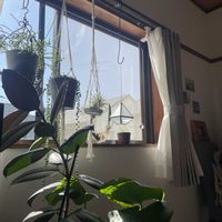 チランジア,グリーンネックレス,チューリップ,モンステラ,オリヅルランの画像