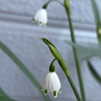 ボタン,スノーフレーク(スズランスイセン)の画像