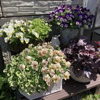 ビオラ,ヒューケラ,寄せ植え,ビオラ・パンジーの画像