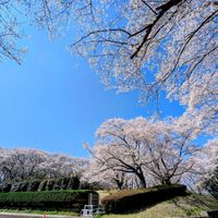 ケヤキ,サクラ,エノキ,シロバナヒメオドリコソウ,新緑の画像