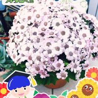 サイネリア,PR,楽しい時間♡,しあわせ運べるように,みんな最高の画像