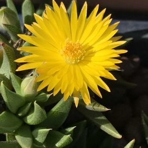 サンジソウ,サンジソウ,サンジソウ,ベルゲランサス(三時草),ベルゲランサス(三時草)の画像