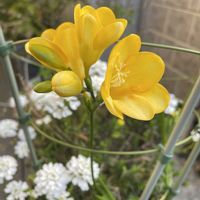 フリージア,花のある暮らし,癒し…♡,おうち園芸,玄関アプローチの画像