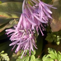 ショウジョウバカマ,ジンチョウゲ,山野草,ご近所,青い花マニアの画像