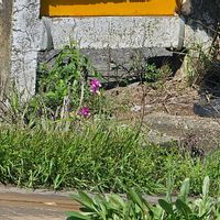 リナリアの画像