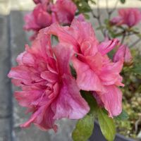 サツキ,花のある暮らし,癒し…♡,おうち園芸,玄関アプローチの画像